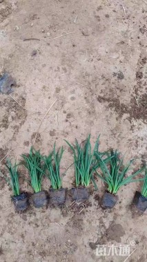 高度30厘米石蒜