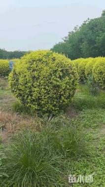 冠幅220厘米金叶榆球