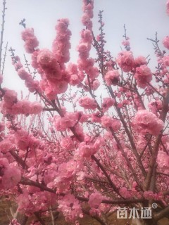 梅花