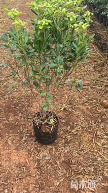 高度30厘米海桐