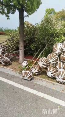 5公分高杆红叶石楠