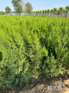 高度80厘米侧柏