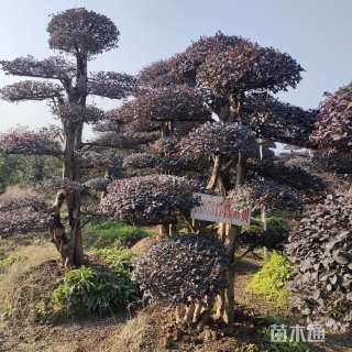 高度280厘米红花继木