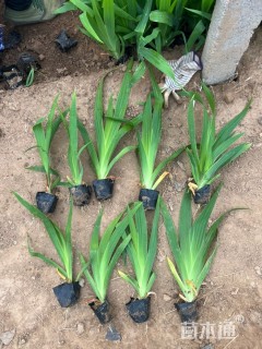 高度30厘米鸢尾