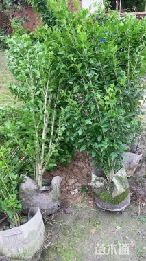 高度130厘米木槿