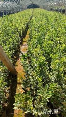 高度30厘米金边黄杨小苗