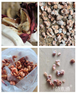 高度50厘米玫瑰茄