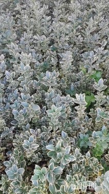 高度30厘米金边黄杨