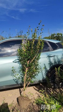 高度120厘米茶梅