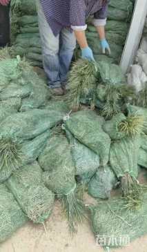 高度15厘米麦冬