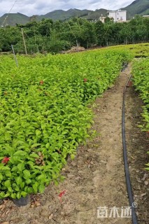 高度50厘米朱槿