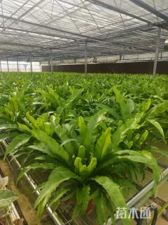 高度40厘米鸟巢蕨