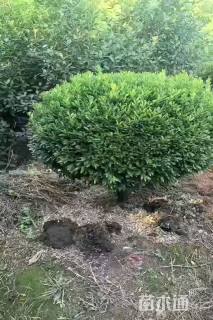 冠幅80厘米雀舌黄杨球