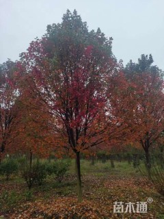 18.1公分美国红枫