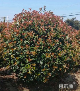 冠幅180厘米红叶石楠球