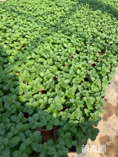 高度20厘米美国薄荷