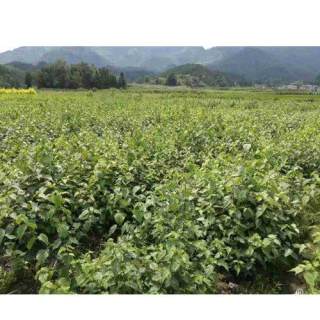 高度100厘米豆腐树