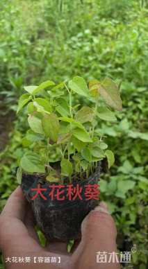 高度15厘米芙蓉葵