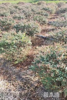 冠幅80厘米火棘球