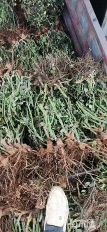 高度35厘米大花月季