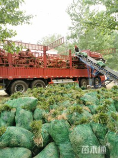 高度15厘米麦冬