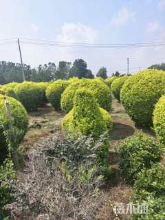 冠幅80厘米亮晶女贞球