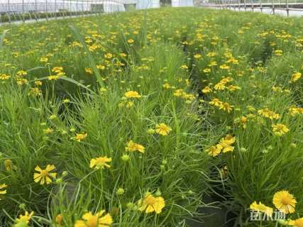 高度30厘米堆心菊