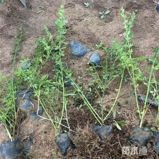 高度52厘米迎春花