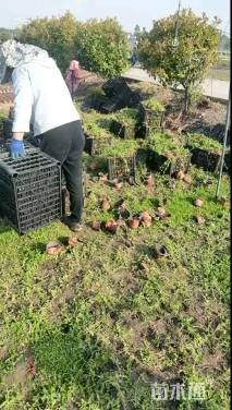 高度15厘米姬岩垂草