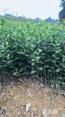 高度30厘米茶叶苗