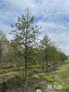 14公分北美枫香