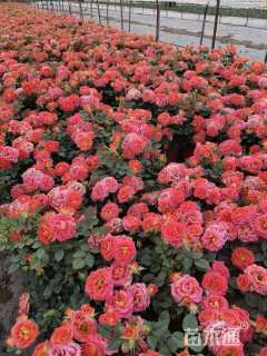 高度25厘米月季