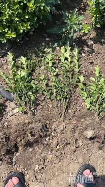 高度60厘米卫矛