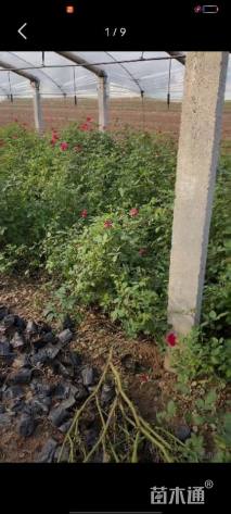 高度40厘米月季