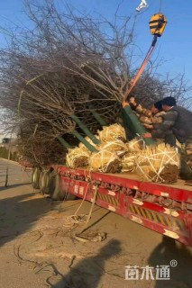 15公分北美海棠