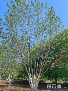 高度600厘米丛生杜仲