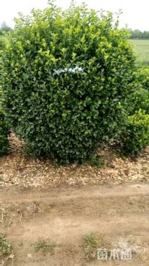 冠幅150厘米卫矛球