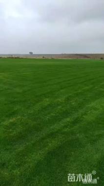 草卷状百慕大草