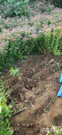 高度30厘米金焰绣线菊