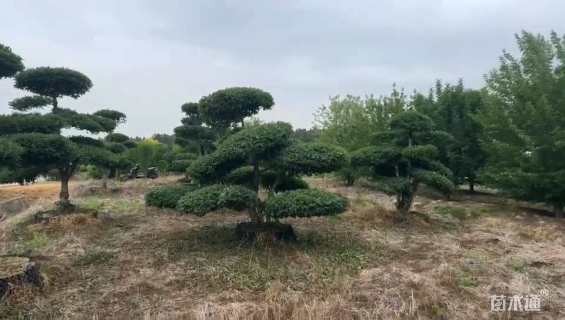 10公分对节白蜡