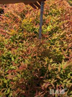 高度40厘米南天竹