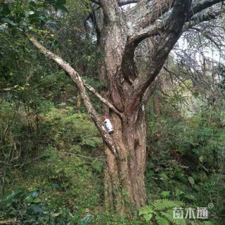 青梅