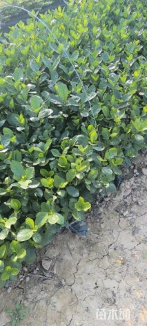 高度25厘米大叶栀子小苗