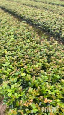 高度40厘米茶梅小苗