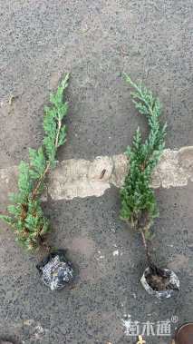 高度35厘米铺地柏