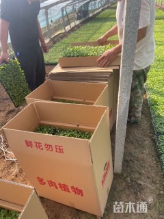 高度5厘米五色苋