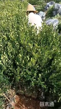 高度35厘米小叶黄杨