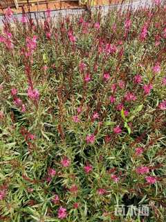 高度30厘米千鸟花