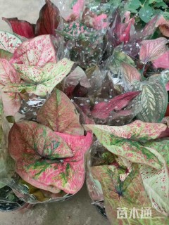 高度25厘米彩叶芋