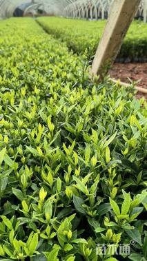 高度25厘米栀子